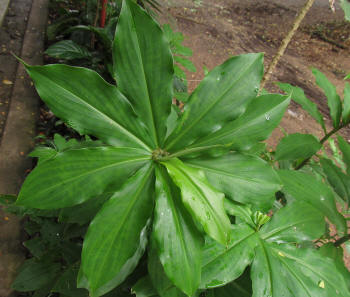 Chamaecostus cuspidatus or more popularly known as the Insulin plant